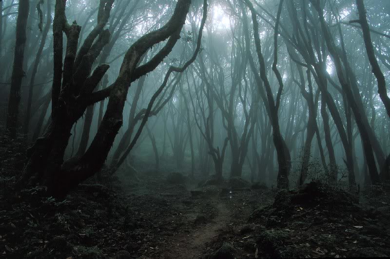 Image result for forest